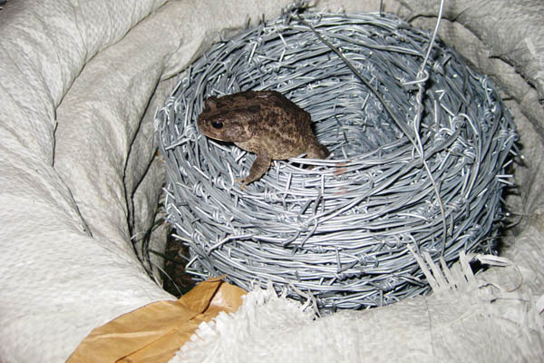 Toad on barbed wire